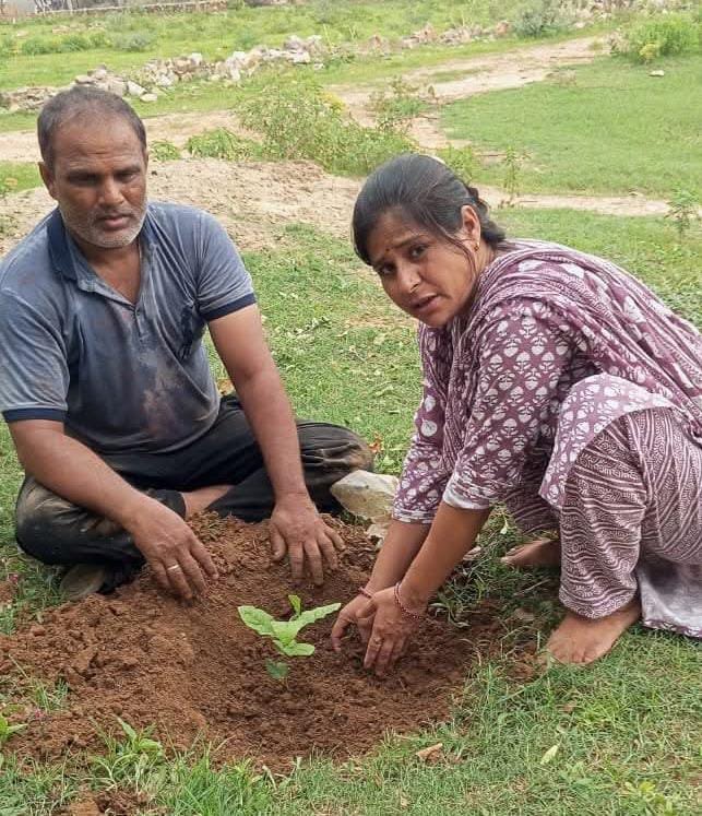 planting trees